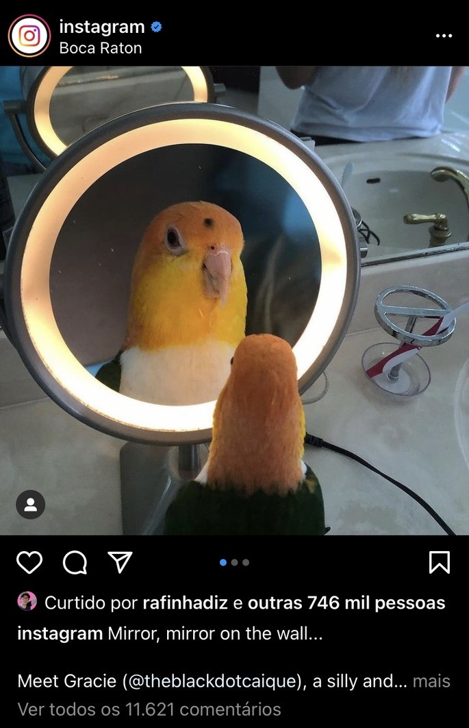 Foto quadrada de um passarinho postada no Instagram