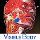 Imagem do aplicativo Muscle Premium - 3D Visual Guide for Bones, Joints & Muscles - Human Anatomy & Kinesiology