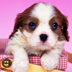Imagem do aplicativo Cute Puppy Wallpaper